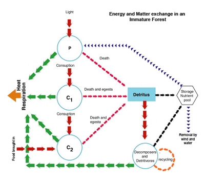 Open Systems: exchange matter and energy with its surroundings. Open System