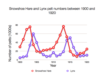 Snowshoe hare Lynx