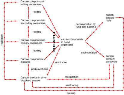 Carbon Cycle Flow Chart