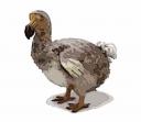 Dodo