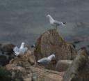 Gulls