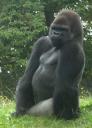 Gorilla