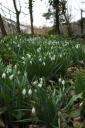 Snowdrops