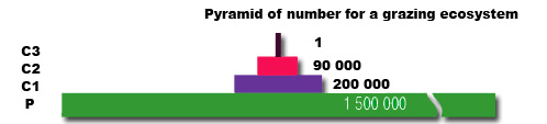 Pyramid of Numbers 1