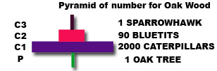 Pyramid of Numbers 2