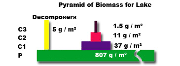 Pyramid of Biomass