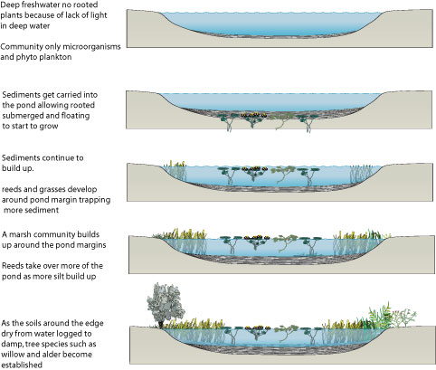 Hydrosere succession