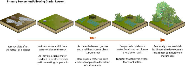 Primary succession